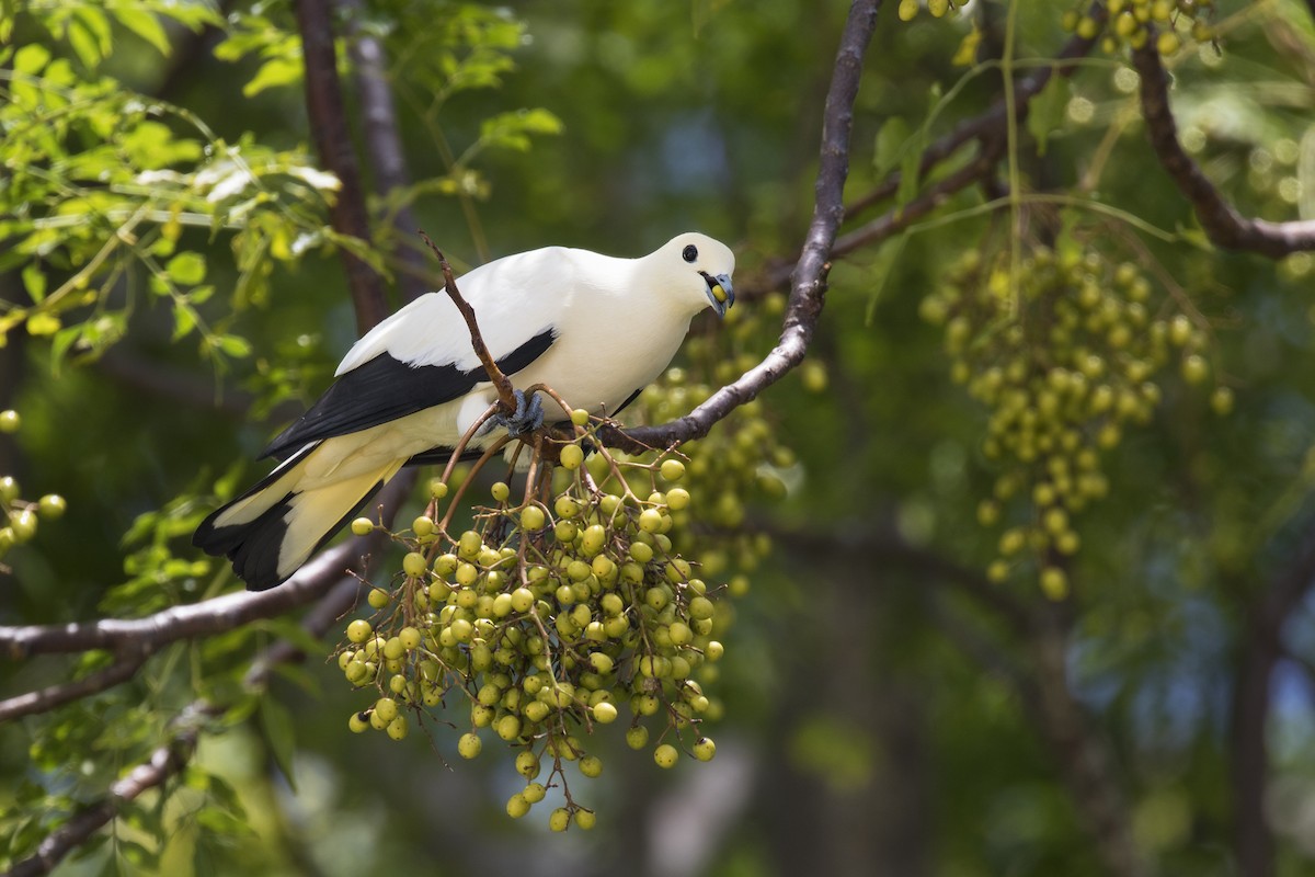 Pied Imperial-Pigeon - ML373354591