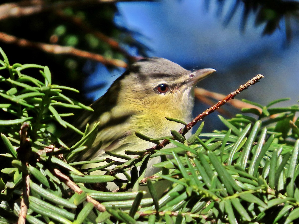 Red-eyed Vireo - ML373356921