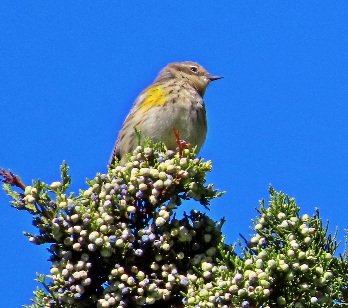 Yellow-rumped Warbler - ML373356951