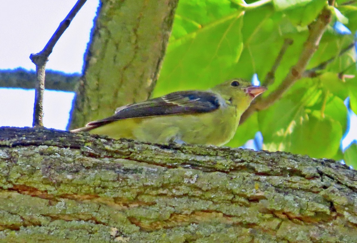 Scarlet Tanager - ML373357061