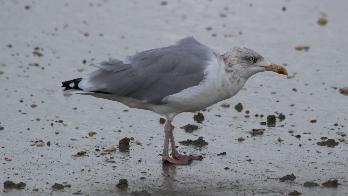 European Herring Gull - ML373357801