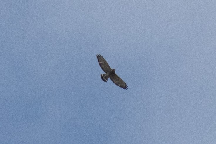 Broad-winged Hawk (Northern) - ML373358591