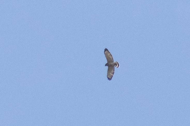Broad-winged Hawk (Northern) - ML373358621