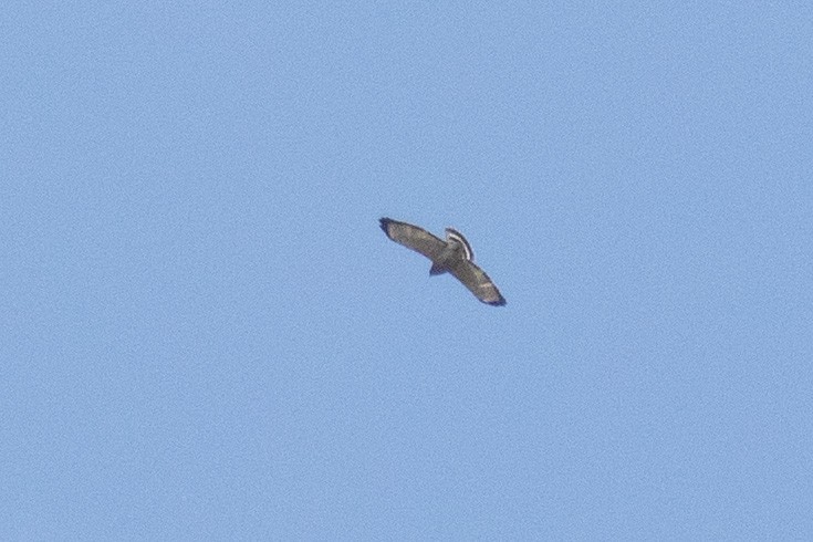 Broad-winged Hawk (Northern) - ML373358641