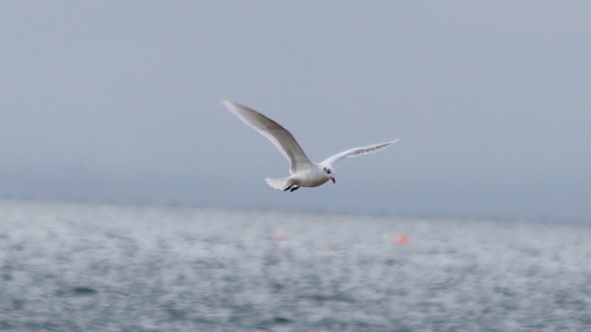 Black-headed Gull - ML373358891