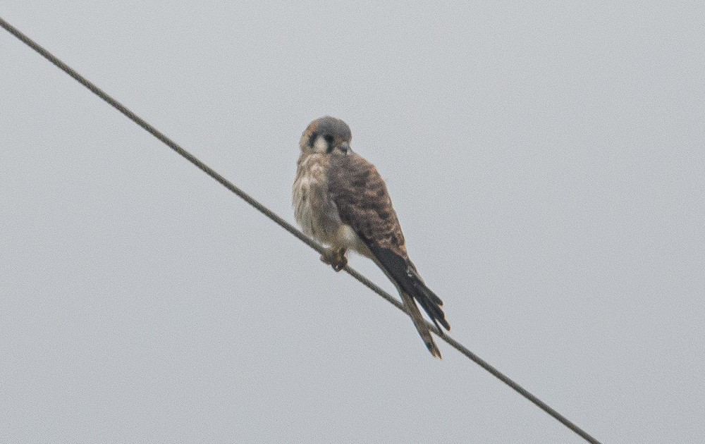 American Kestrel - ML373361741