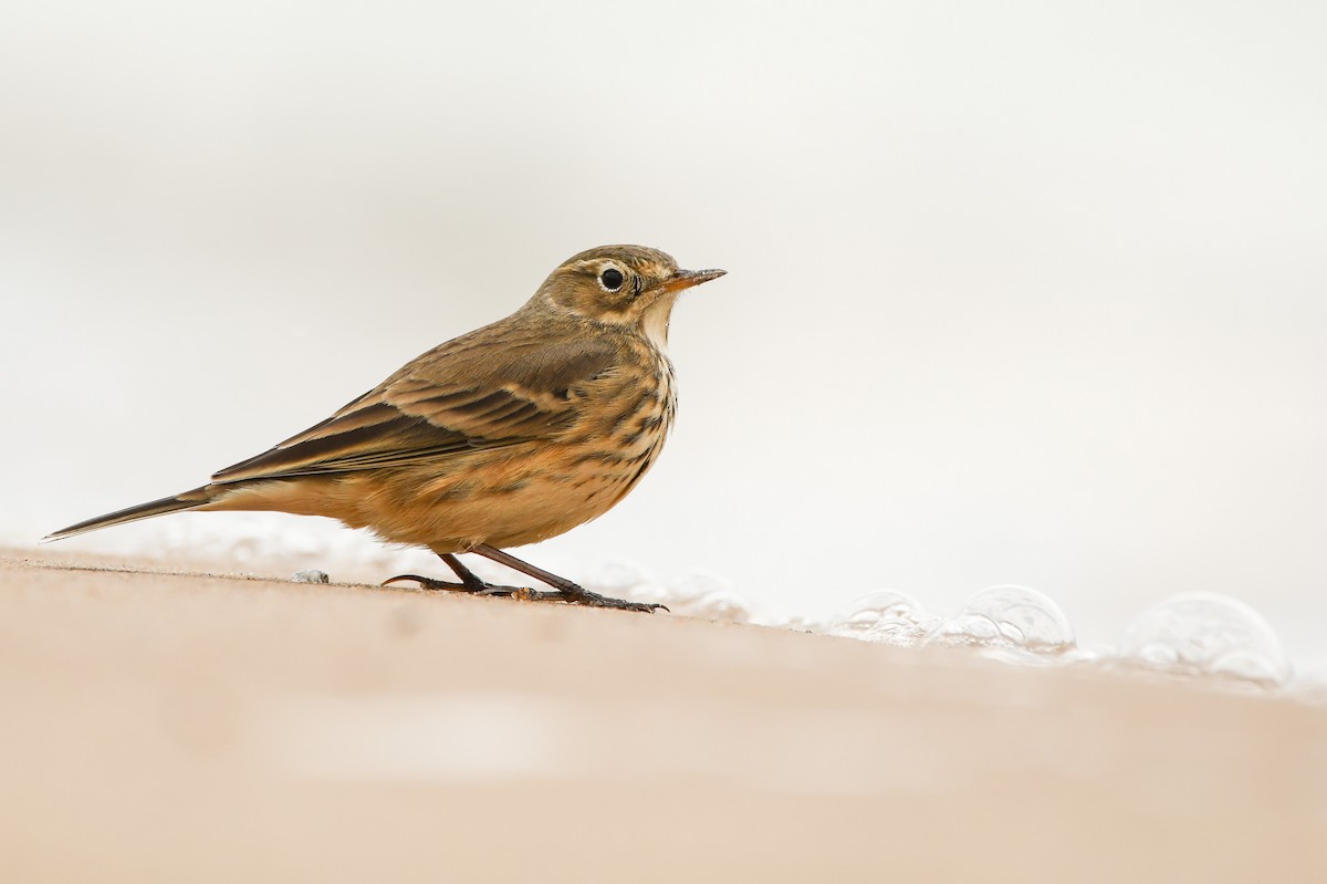 American Pipit - ML373363611