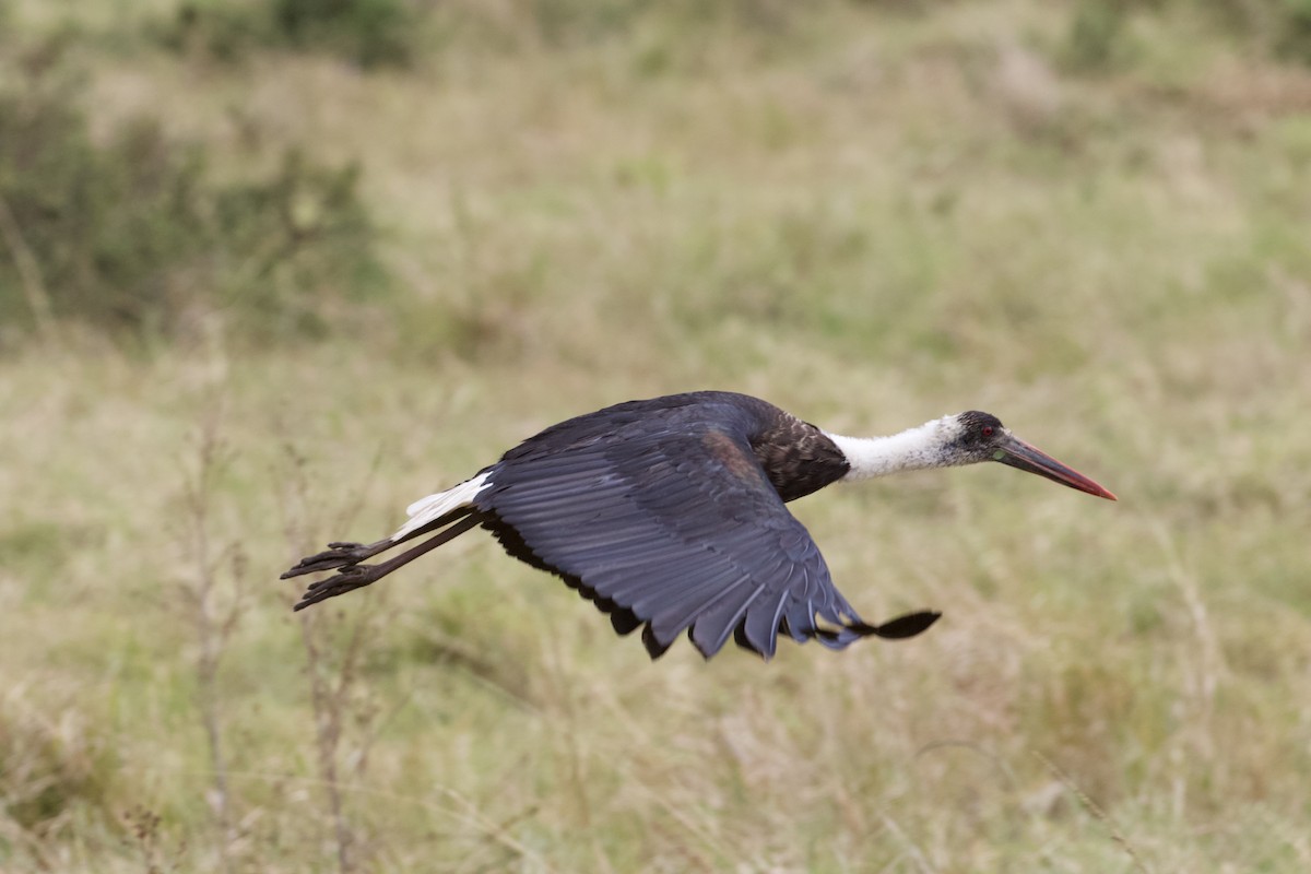 African Woolly-necked Stork - ML373363961