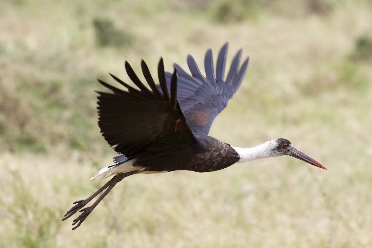 African Woolly-necked Stork - ML373363971