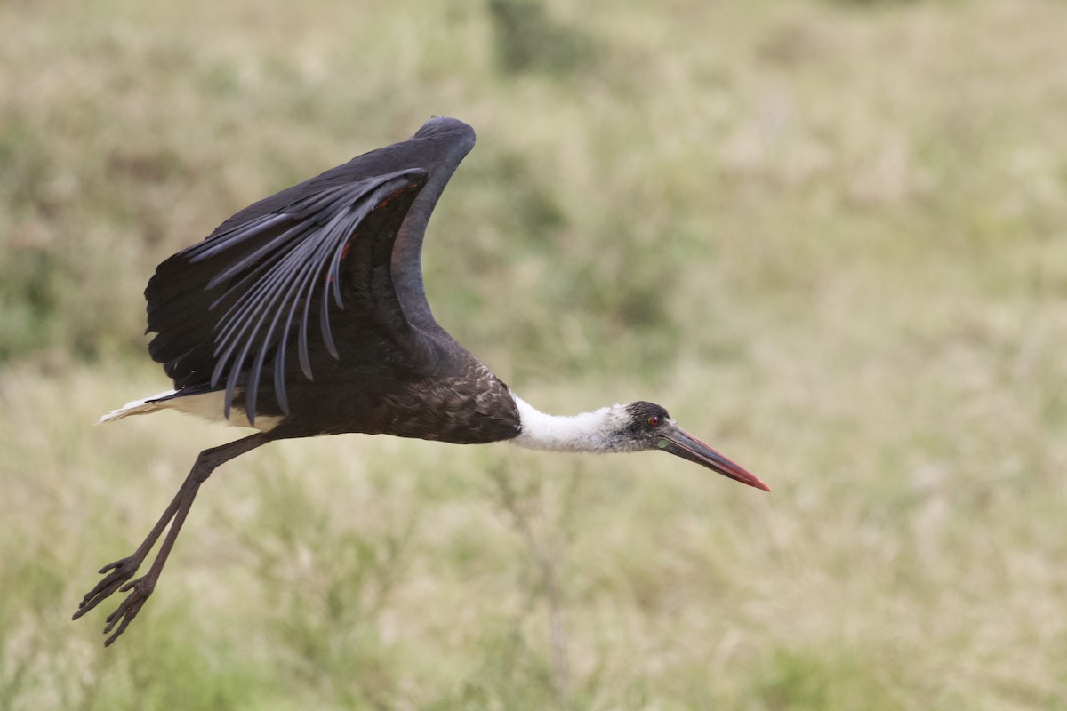 African Woolly-necked Stork - ML373364001
