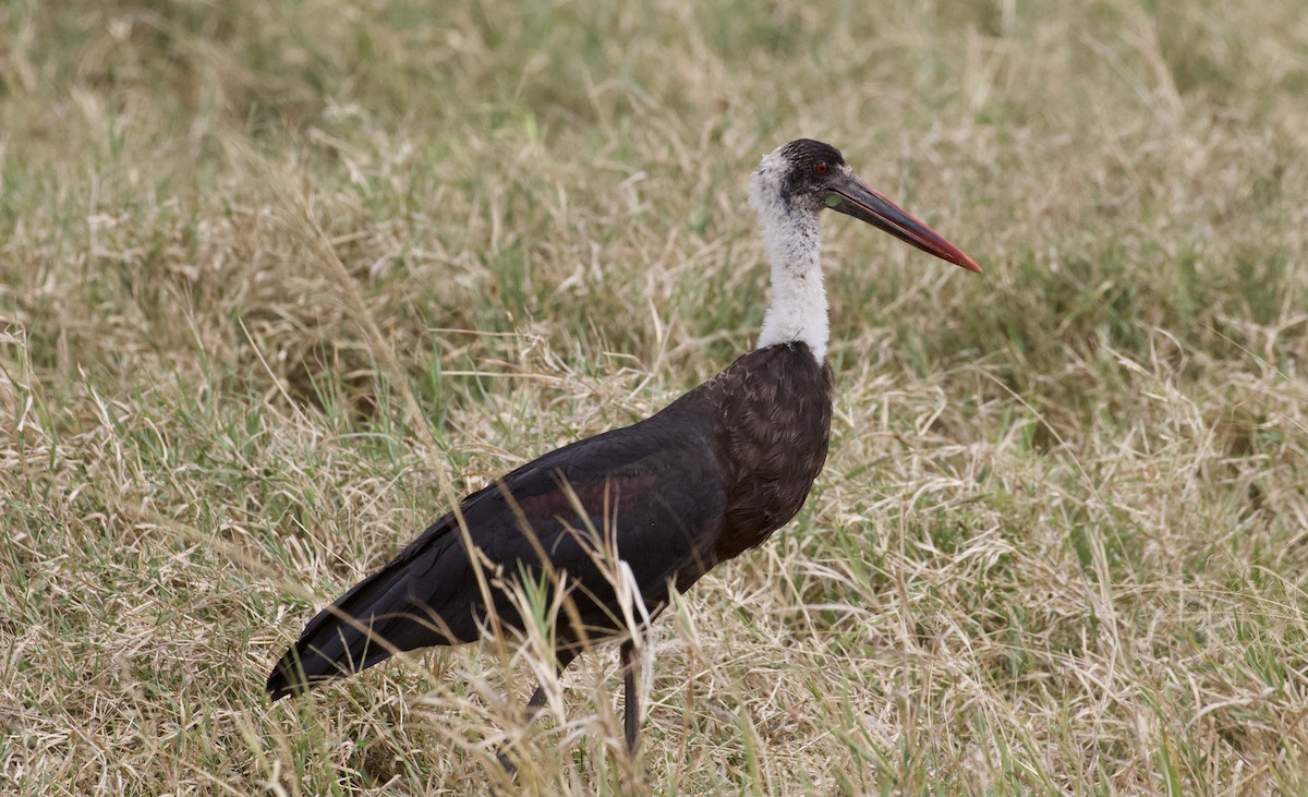 African Woolly-necked Stork - ML373364041