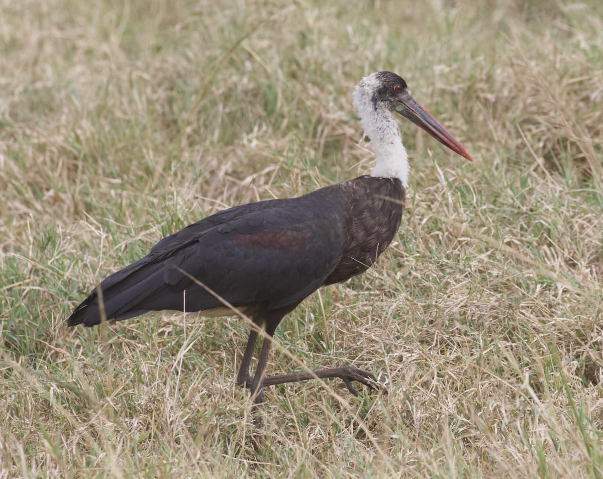 African Woolly-necked Stork - ML373364071