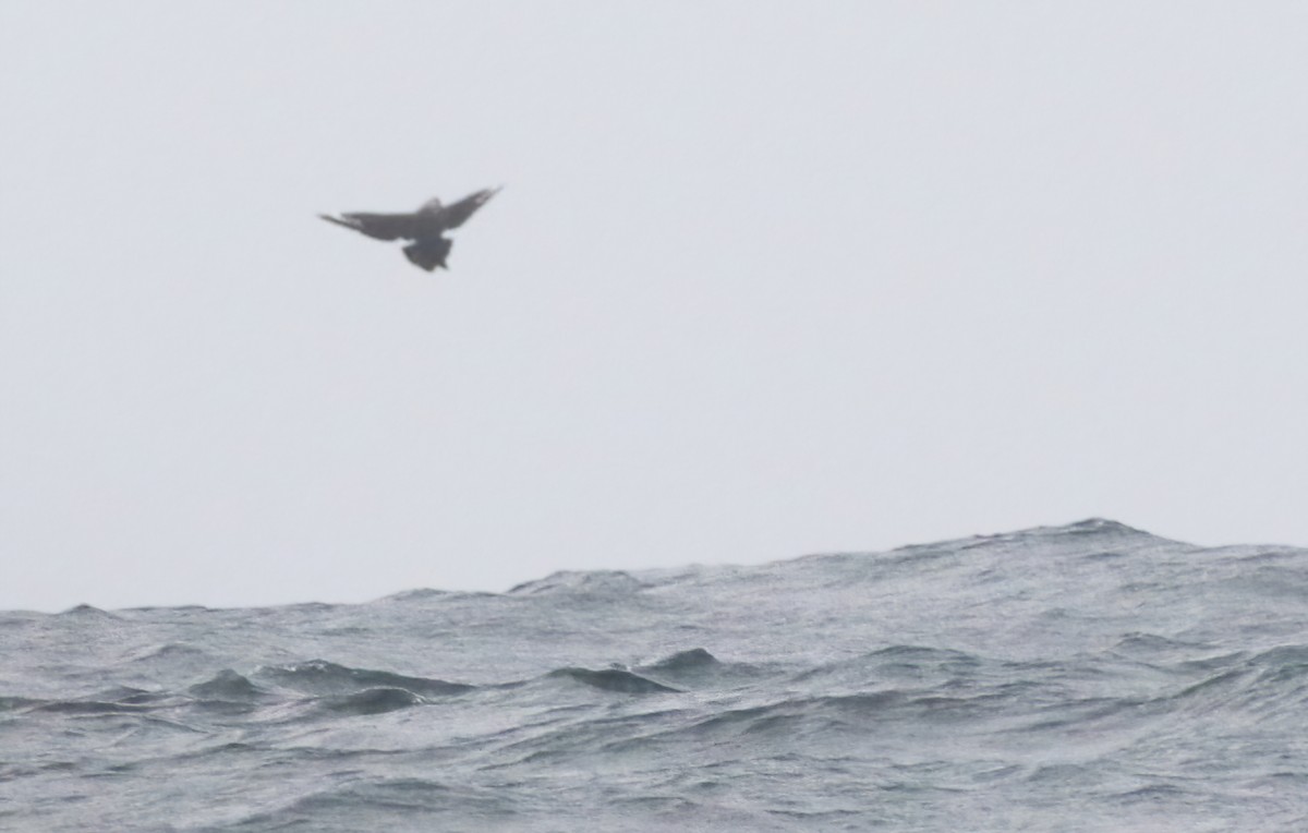 South Polar Skua - ML373365091