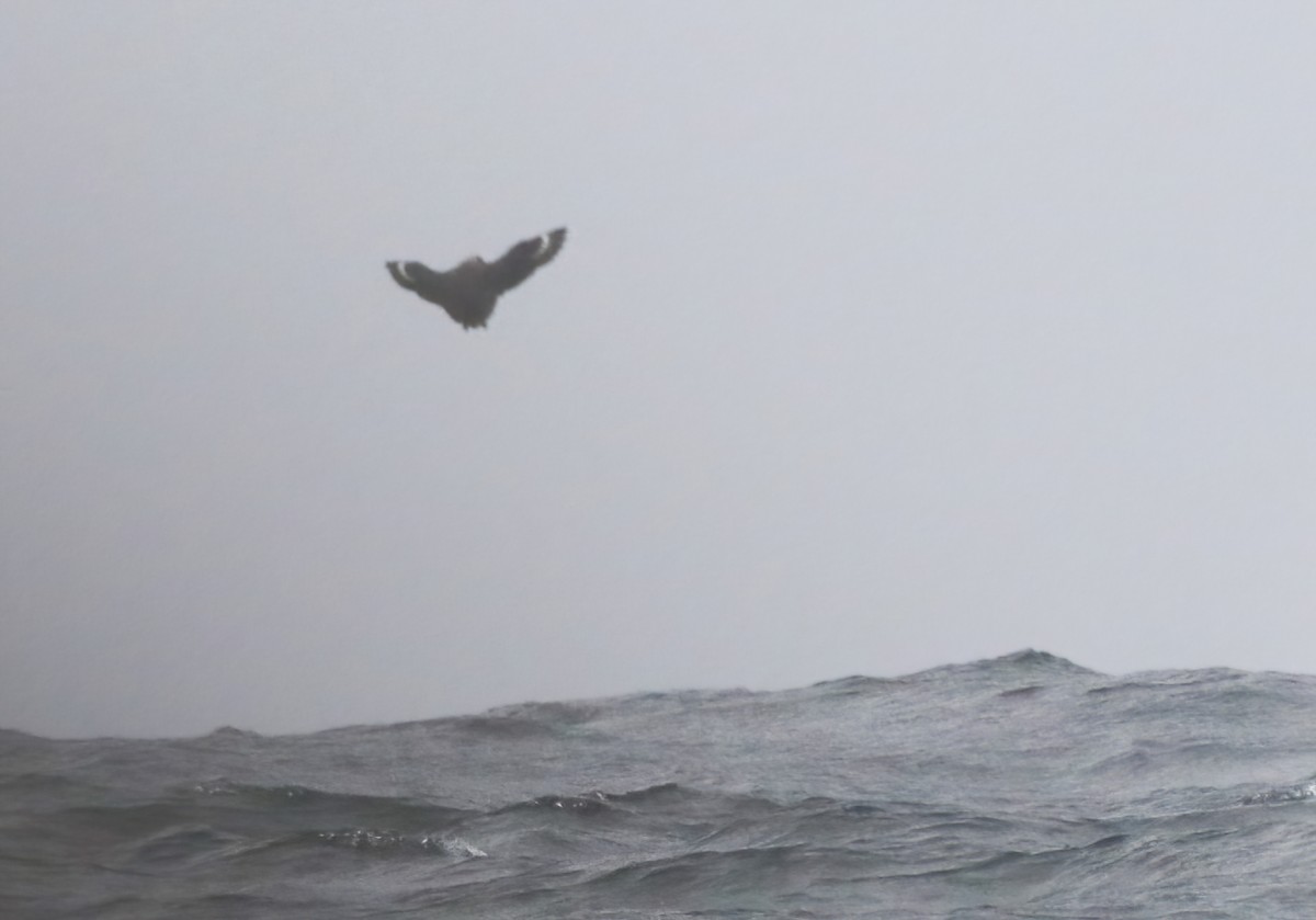 South Polar Skua - ML373365101