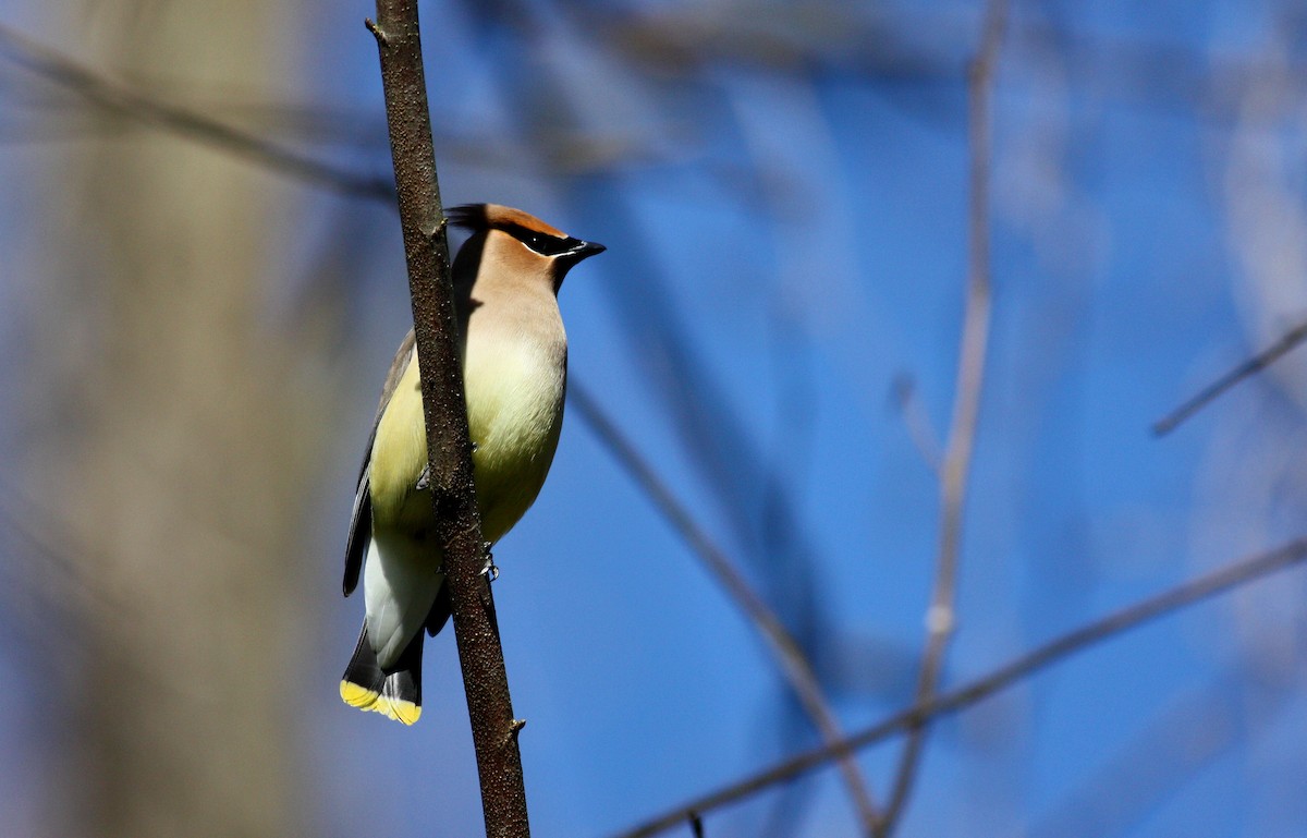 Cedar Waxwing - ML37336581