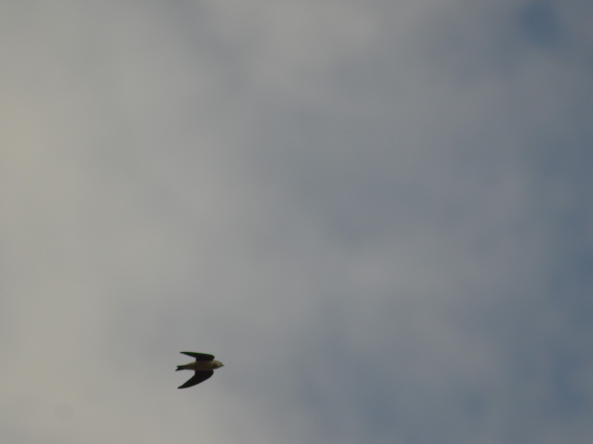 Chilean Swallow - ML373367561
