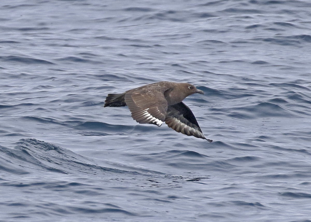 South Polar Skua - David McQuade