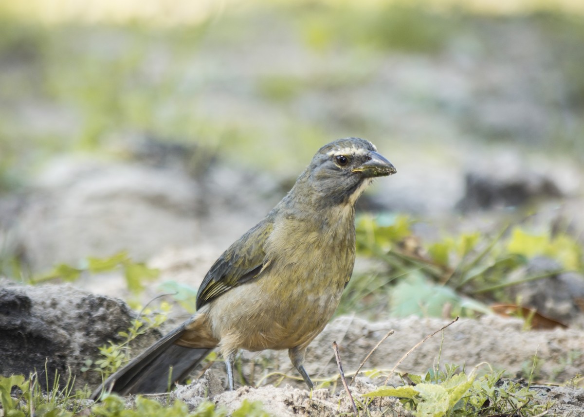 Bluish-gray Saltator - Eduardo Battaglini