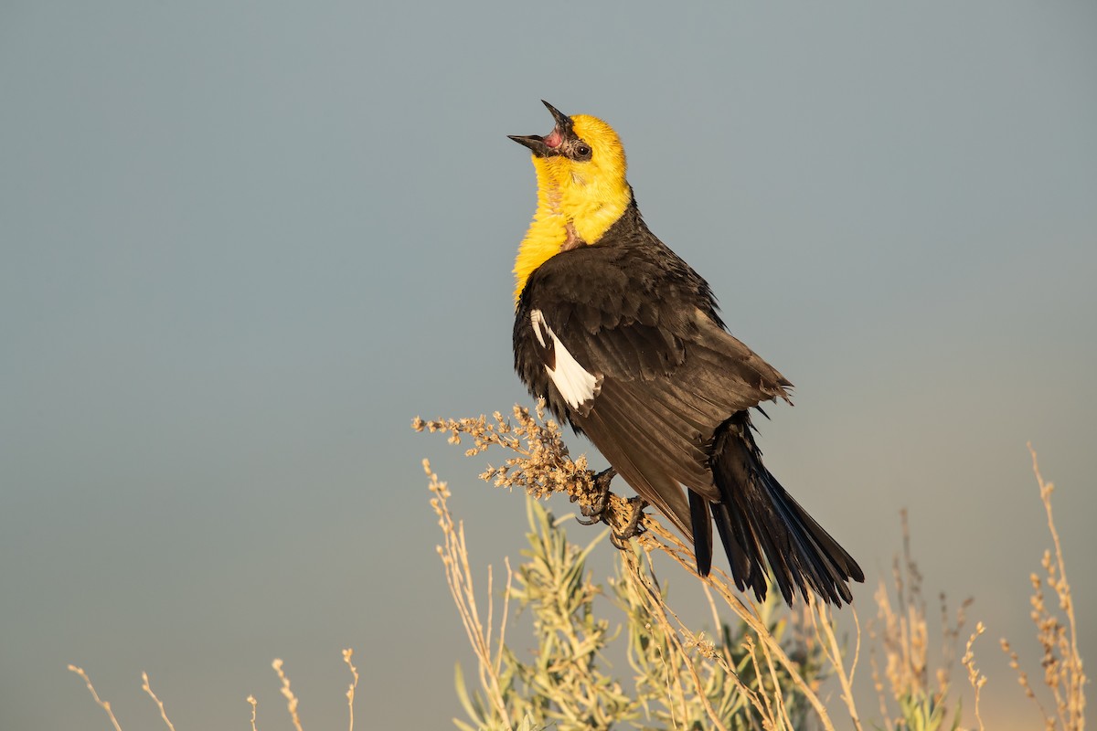 Yellow-headed Blackbird - Dorian Anderson