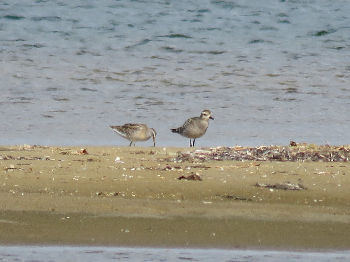 American Golden-Plover - ML373369251