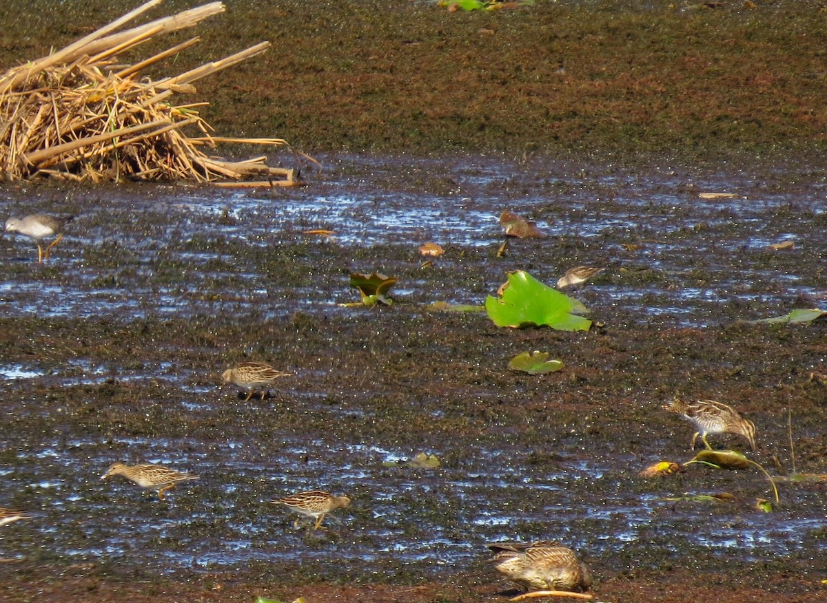 Pectoral Sandpiper - ML373369851