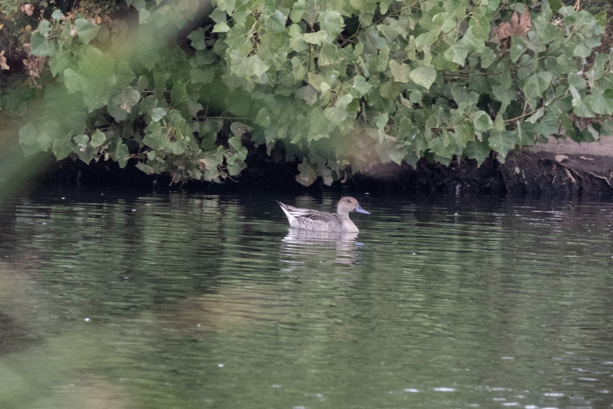 Northern Pintail - ML373373231