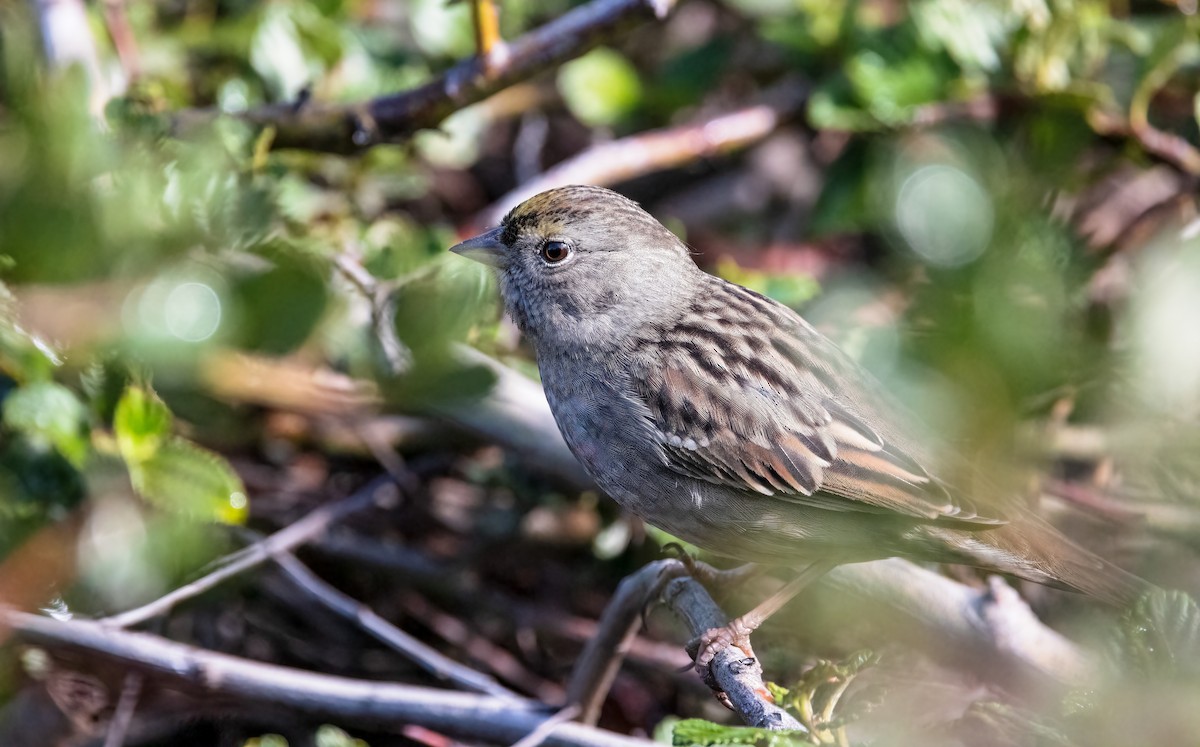 Bruant à couronne dorée - ML373373551