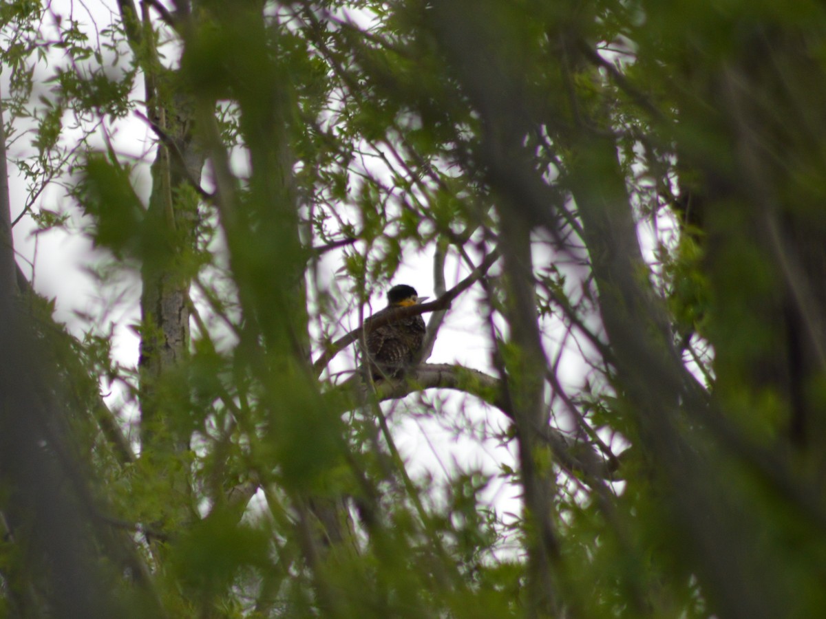 Campo Flicker - ML373378611