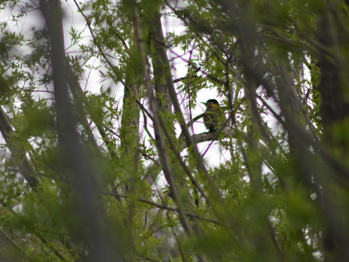 Campo Flicker - ML373378641