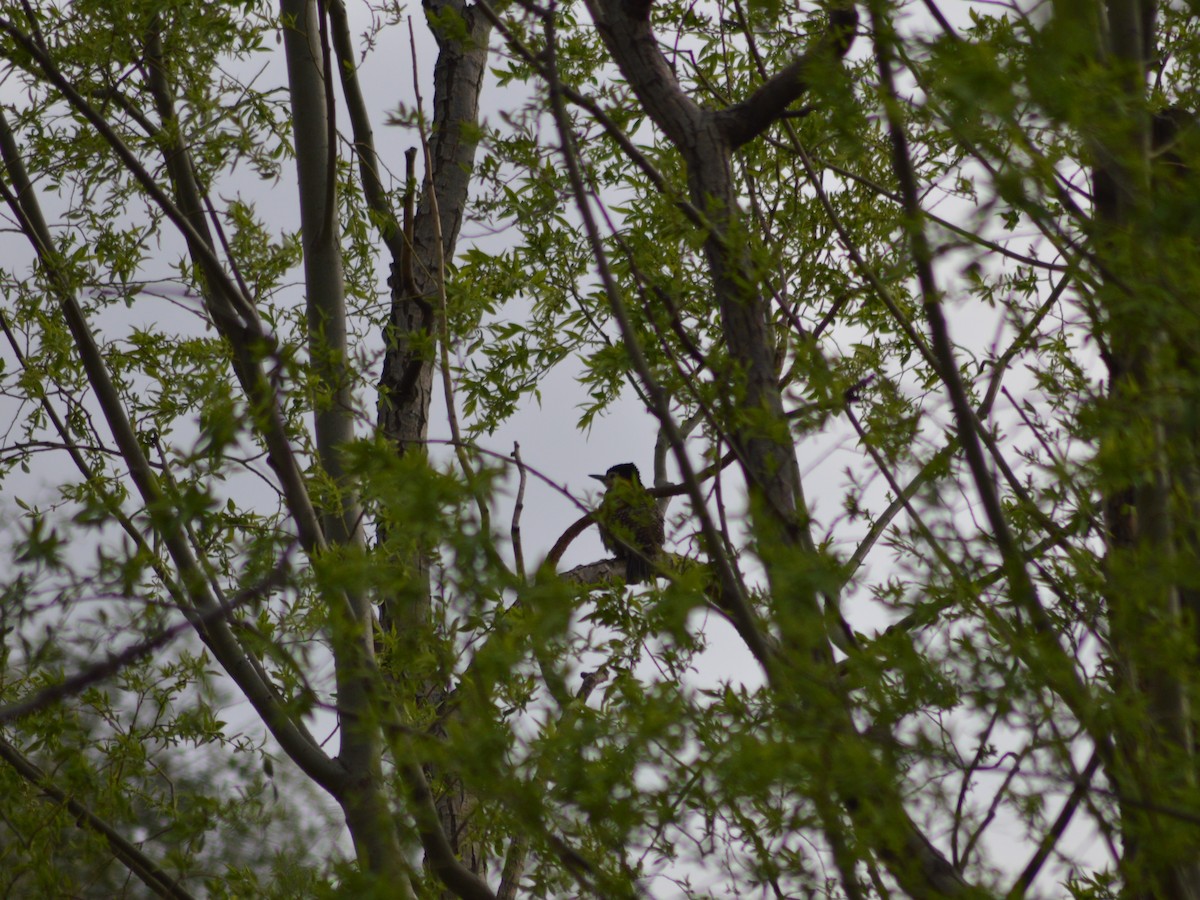 Campo Flicker - ML373378701