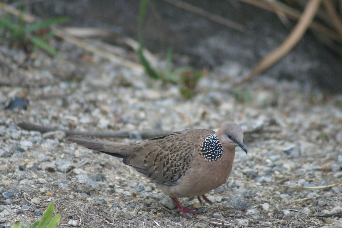 Spotted Dove - ML373379421
