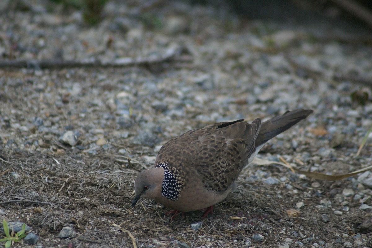 Spotted Dove - ML373379441