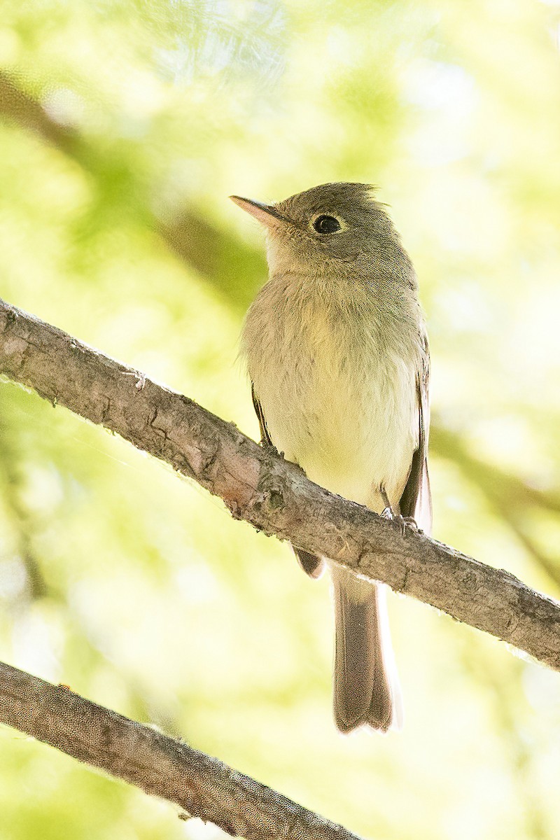 Western Flycatcher (Pacific-slope) - ML373380871