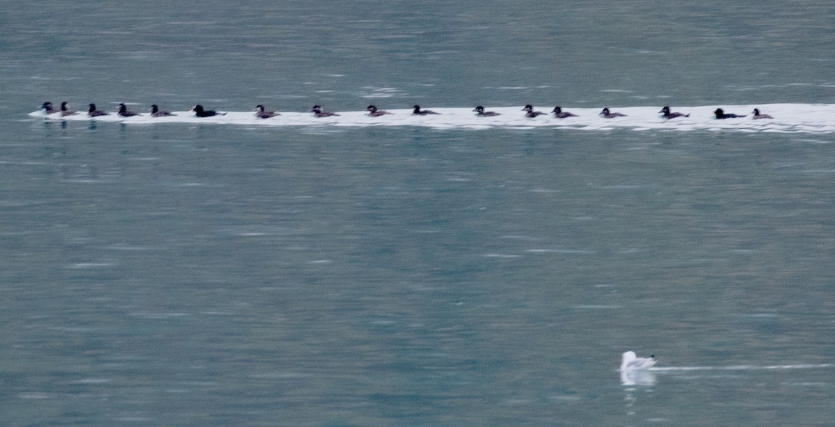 Surf Scoter - Kathleen Keef