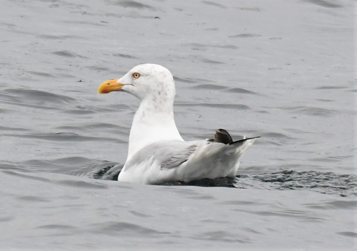 Herring Gull - ML373382241