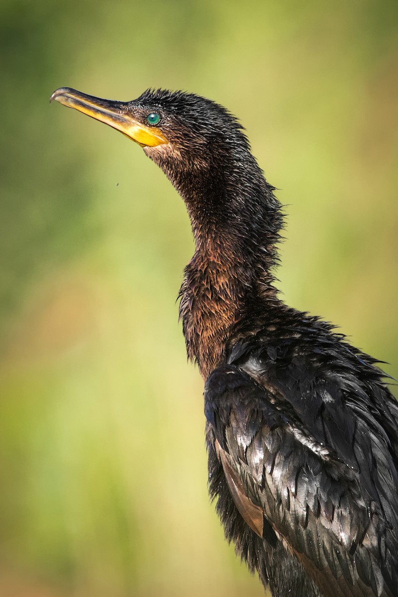 Neotropic Cormorant - ML373382671