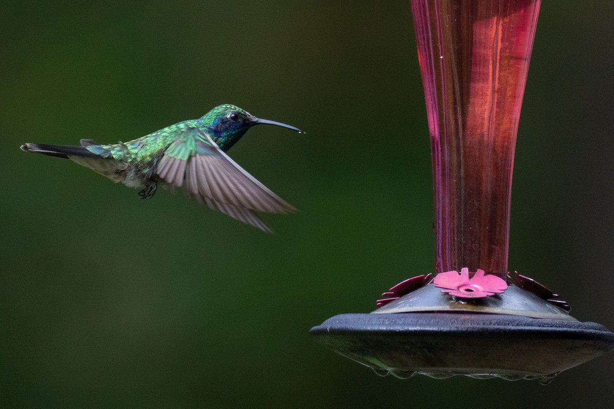 Mexican Violetear - ML373383241