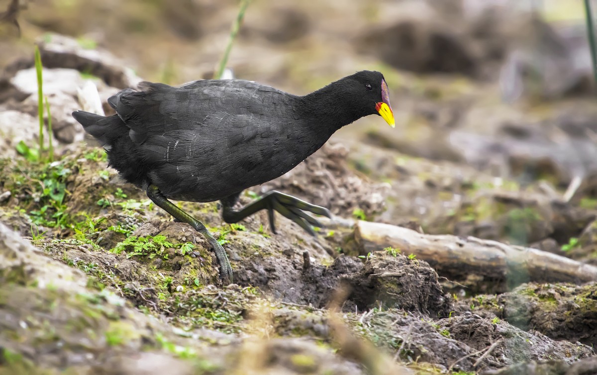 Red-fronted Coot - Daniela Zaffignani