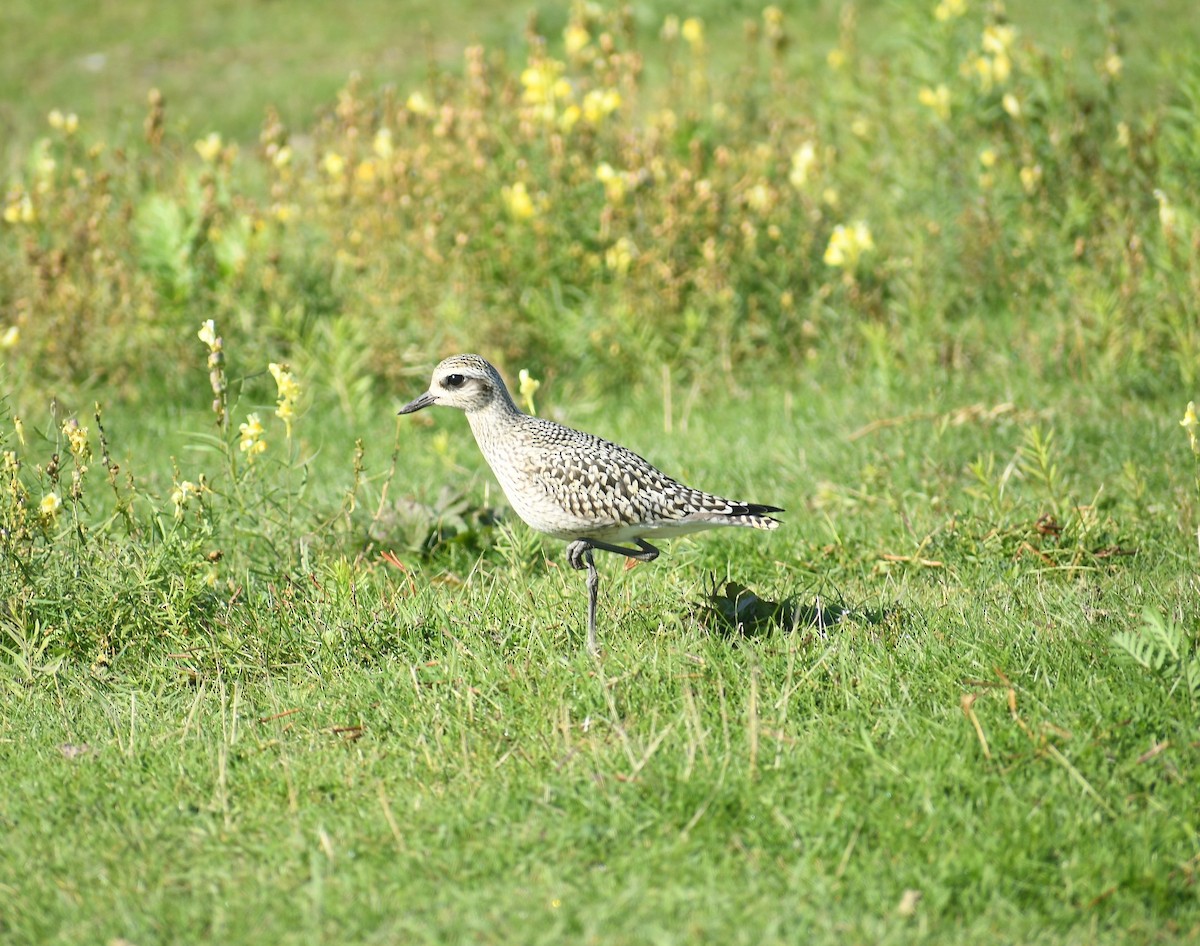 Black-bellied Plover - ML373388401