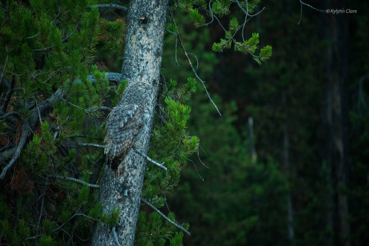 Great Gray Owl - ML373389931