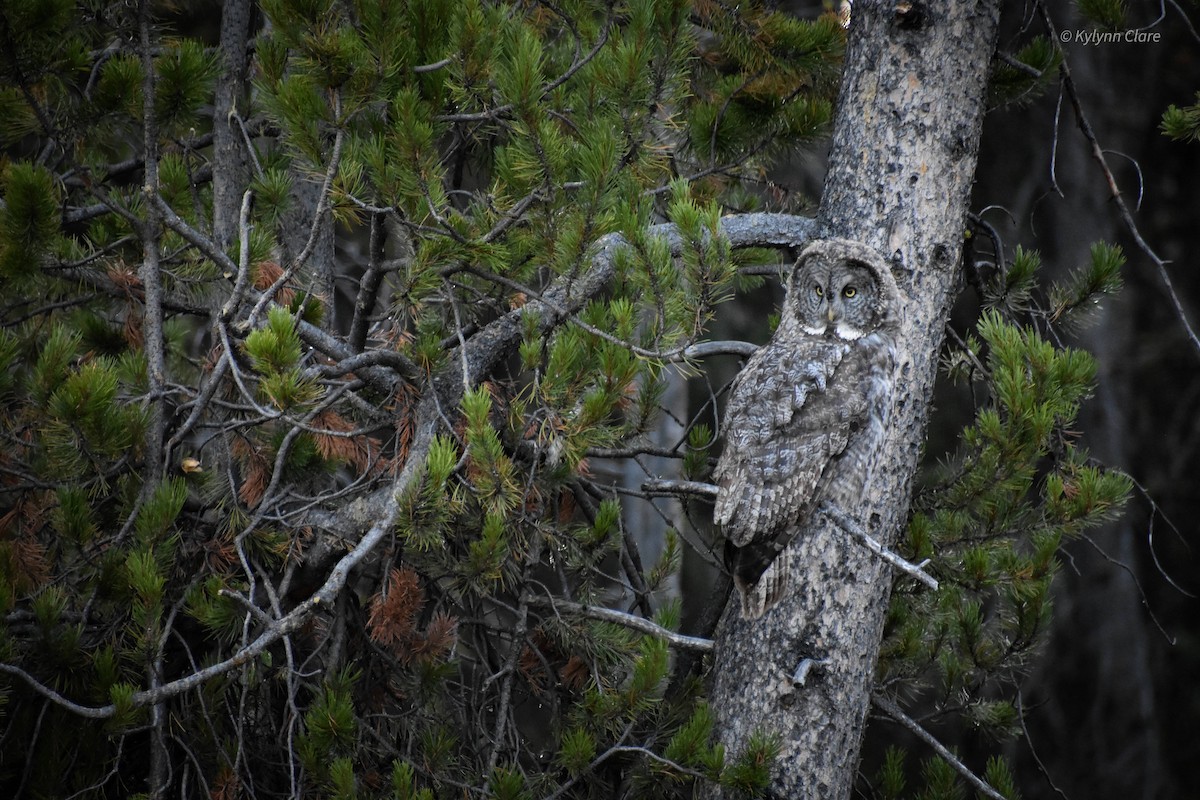 Great Gray Owl - Ky Clare