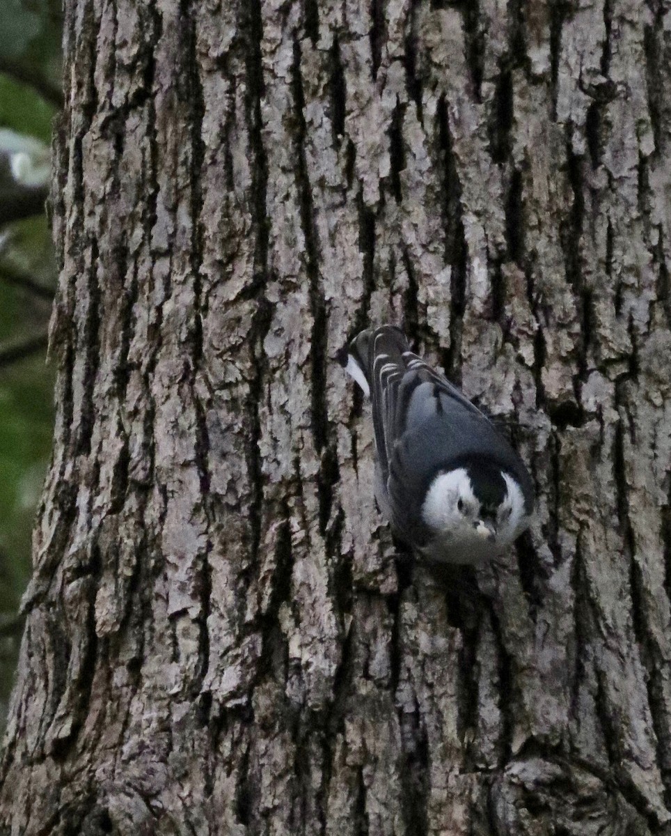 White-breasted Nuthatch - Anonymous