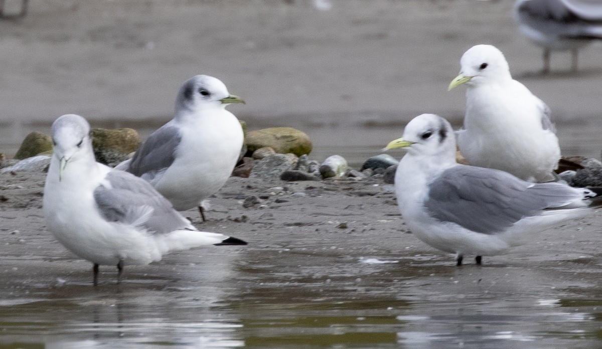 Black-legged Kittiwake - Kathleen Keef