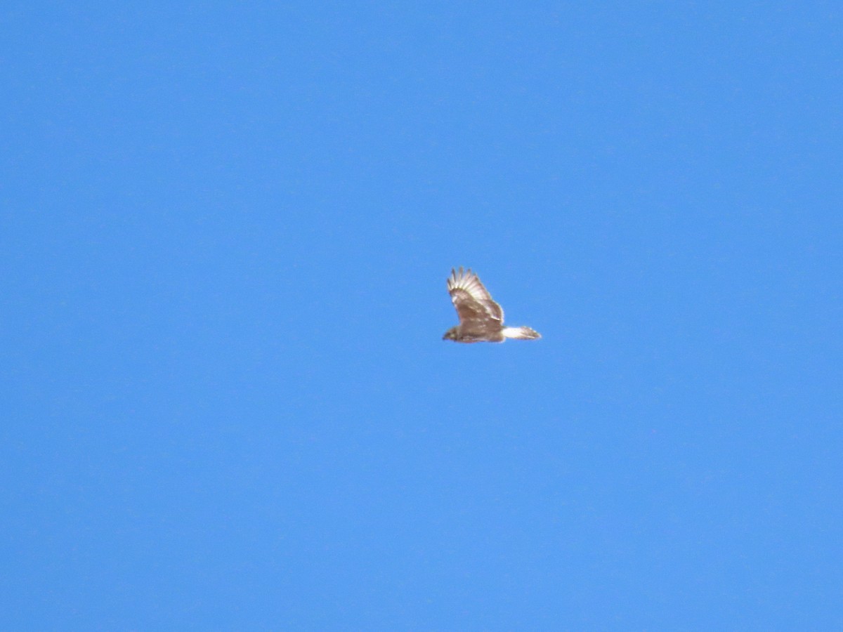 Ferruginous Hawk - ML373391311