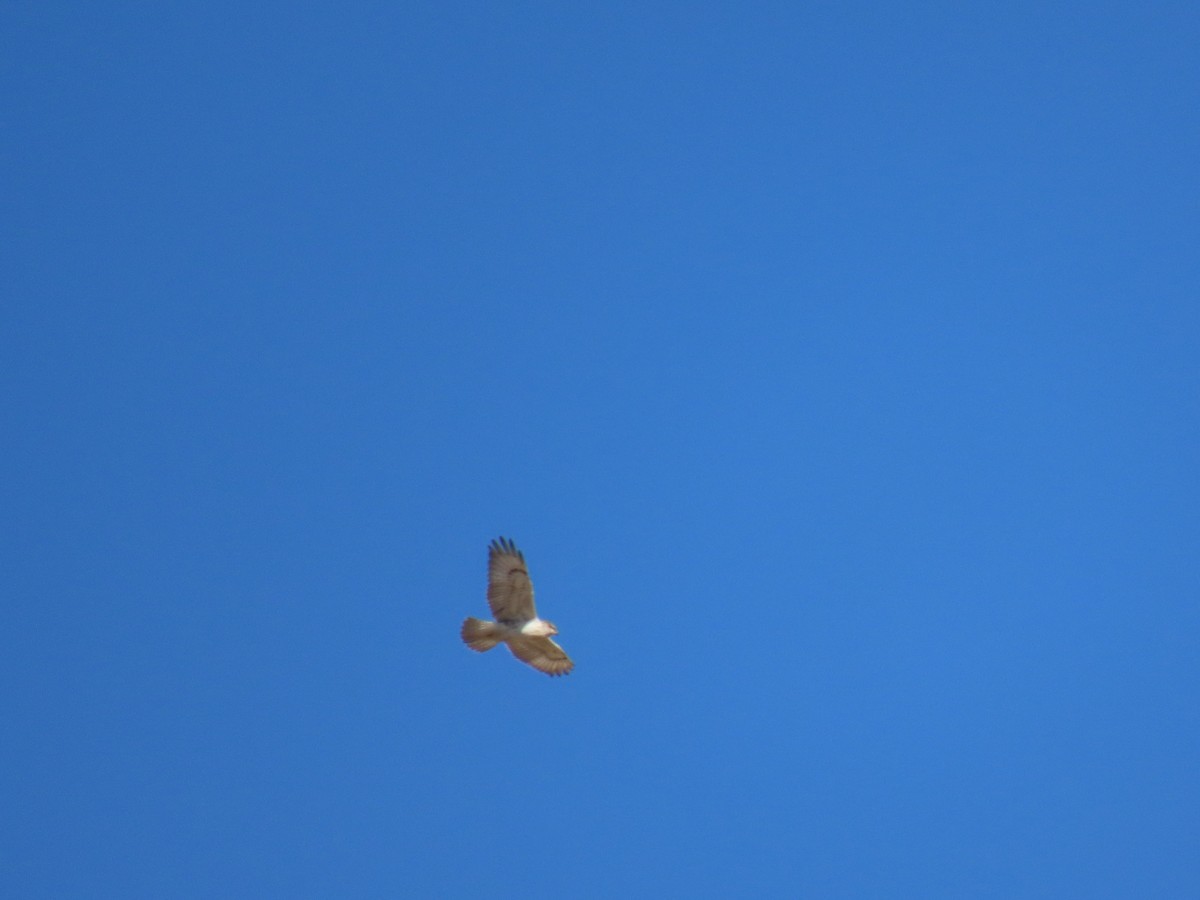 Ferruginous Hawk - ML373391321
