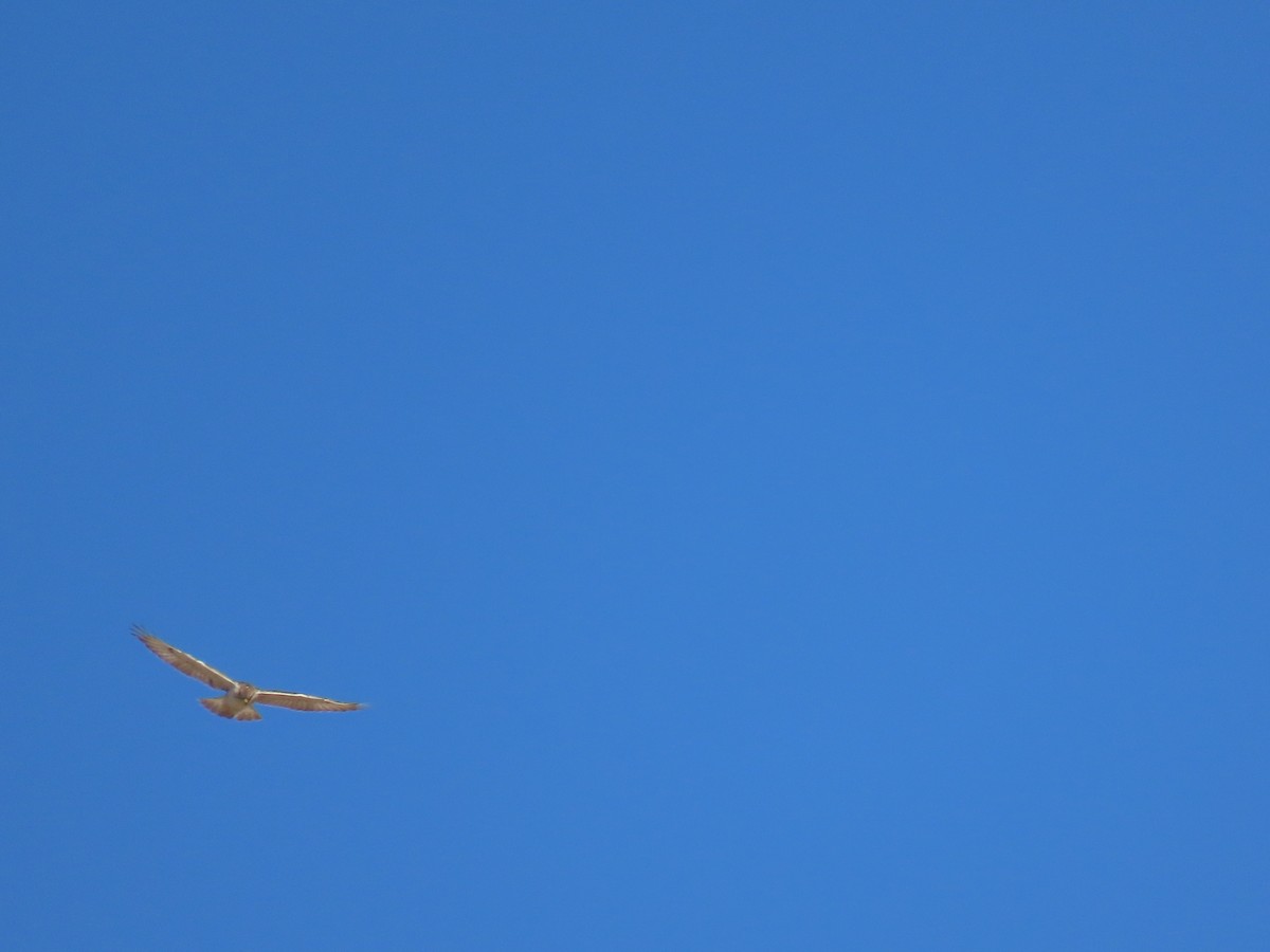 Ferruginous Hawk - ML373391331