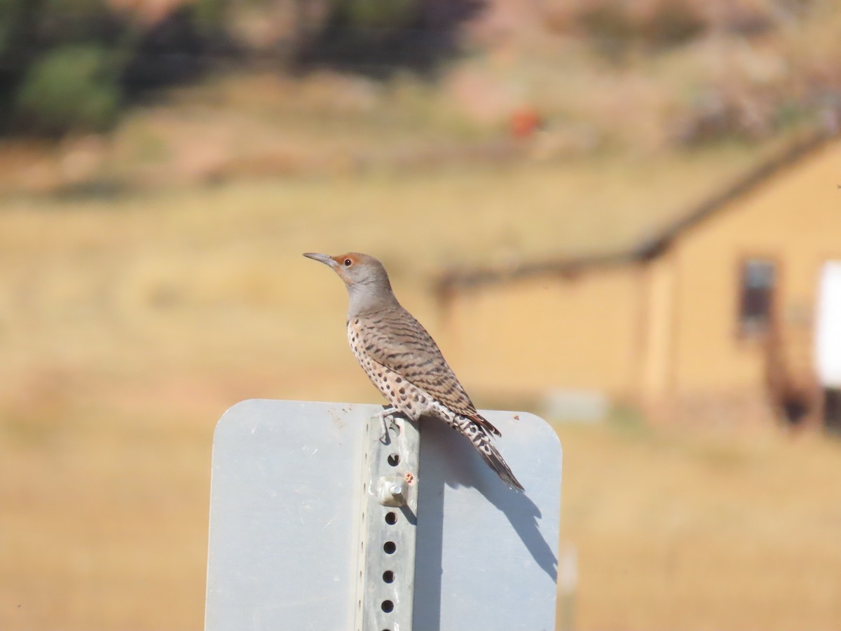 Northern Flicker (Red-shafted) - ML373391731