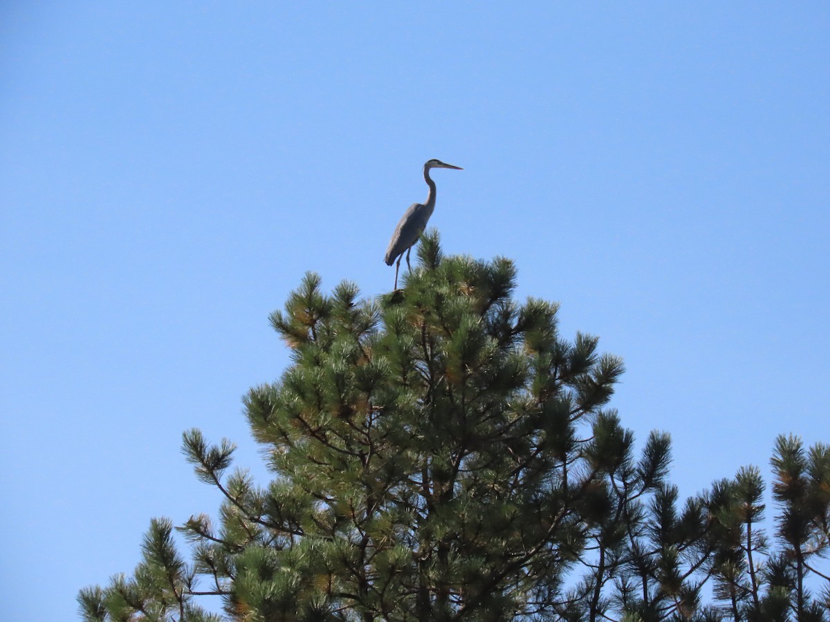 Great Blue Heron - ML373391951