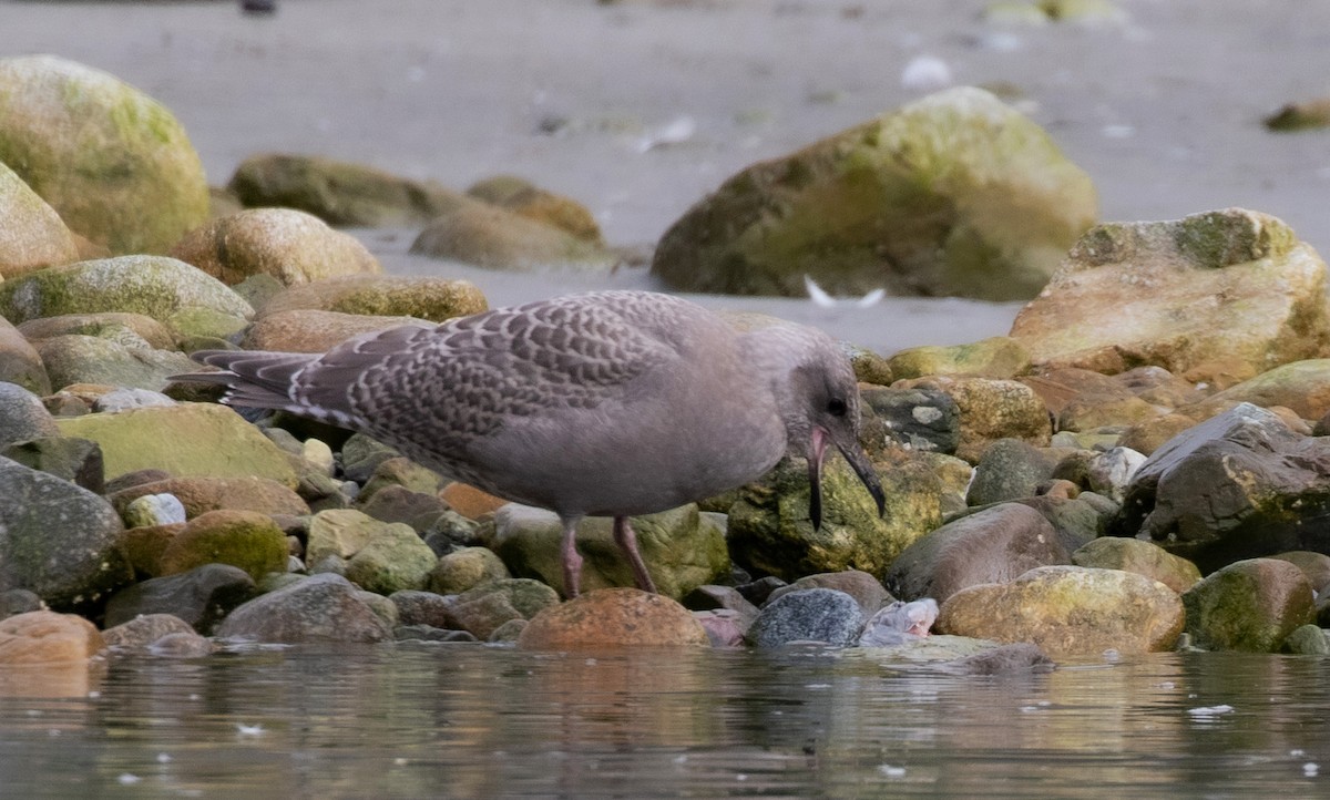 Glaucous-winged Gull - Kathleen Keef