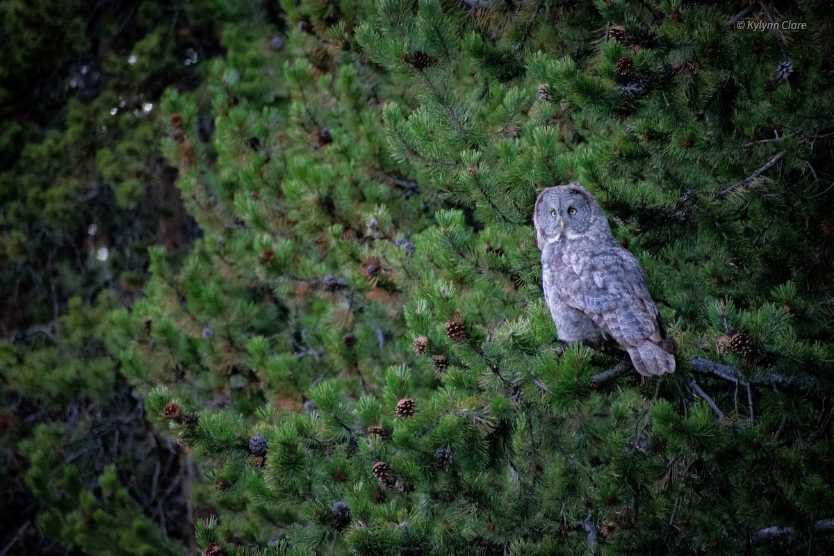 Great Gray Owl - ML373393481